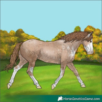 Horse Color:Black Pearl Sabino