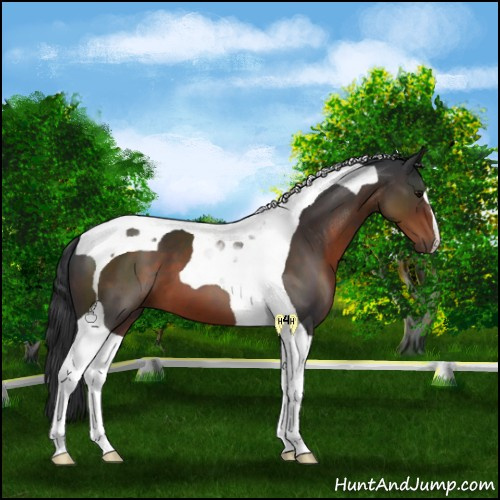 Horse Color:Brown Tobiano