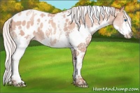 Horse Color:White Spotted Silver Sable Champagne Splash Near Leopard 