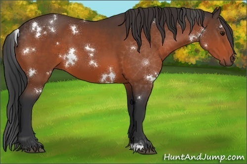Horse Color:White Spotted Bay 