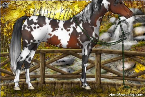 Horse Color:White Spotted Brown 