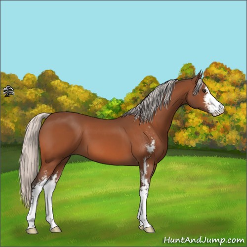 Horse Color:Silver Brown Sabino 