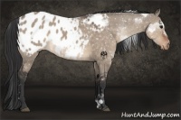 Horse Color:Brown Roan Dun Appaloosa 