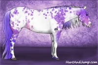 Horse Color:Watercolor White Spotted Bay Appaloosa 