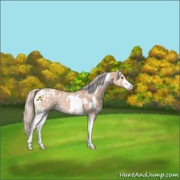 Horse Color:White Spotted Silver Brown Ice Dun Sabino 