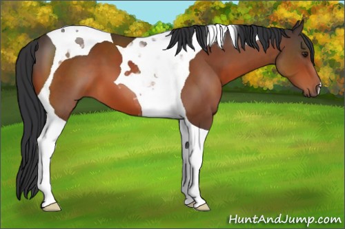Horse Color:Brown Tobiano 