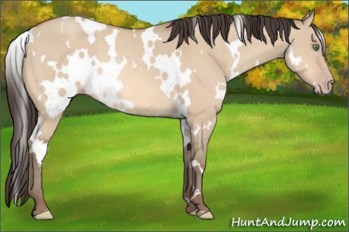 Horse Color:White Spotted Amber Champagne Dun Rabicano 