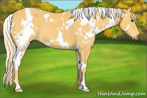 Horse Color:White Spotted Palomino 