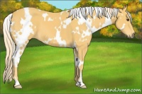 Horse Color:White Spotted Palomino 