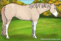 Horse Color:Gold Champagne Dun Sabino 