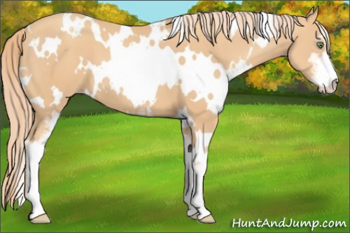 Horse Color:White Spotted Gold Champagne Sabino 