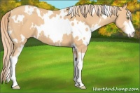Horse Color:White Spotted Gold Champagne Sabino 