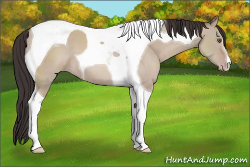 Horse Color:Classic Champagne Dun Tobiano 