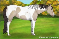 Horse Color:Classic Champagne Dun Tobiano 
