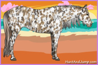 Horse Color:Smoky Black Appaloosa  and Classic Cream Champagne Appaloosa 
