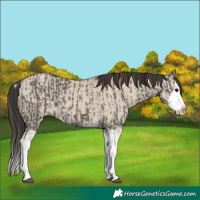 Horse Color:Grullo Sabino Splash  and Classic Champagne Dun Sabino Splash 