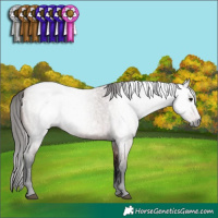 Horse Color:Gray Bay Roan 