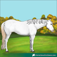 Horse Color:Chestnut Appaloosa 