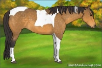 Horse Color:Buckskin Tobiano 