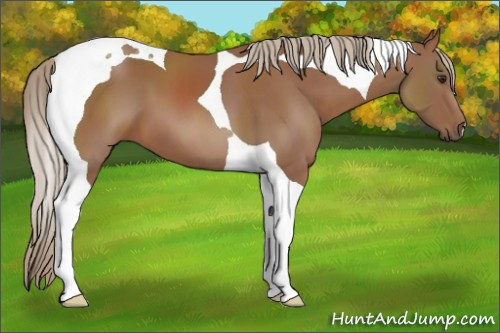Horse Color:Chestnut Tobiano