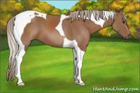 Horse Color:Chestnut Tobiano 
