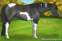Horse Color:Black Tobiano 