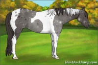 Horse Color:Smoky Black Tobiano 