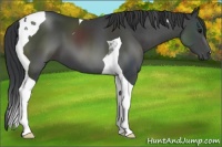 Horse Color:Black Tobiano 