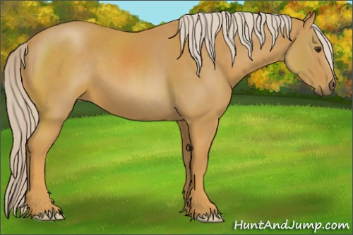 Horse Color:Palomino