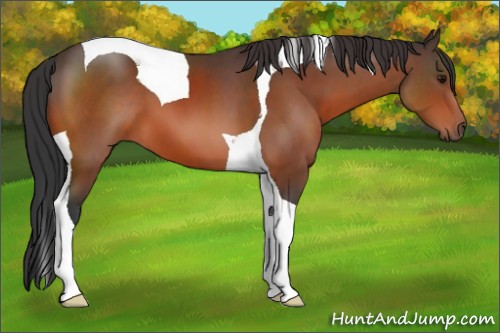 Horse Color:Bay Tobiano 