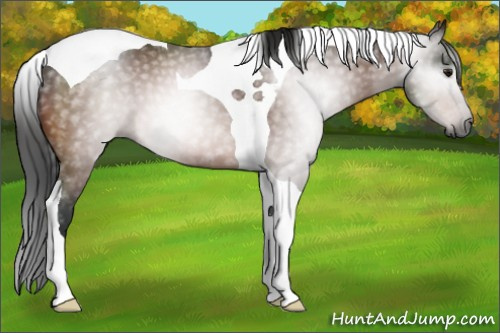 Horse Color:Gray Bay Tobiano 