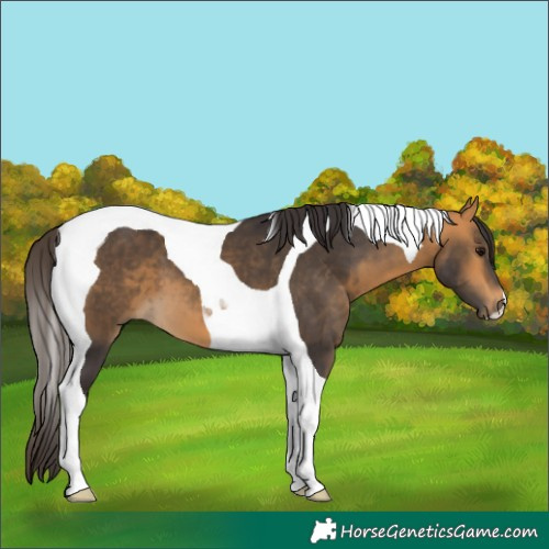 Horse Color:Buckskin Tobiano 