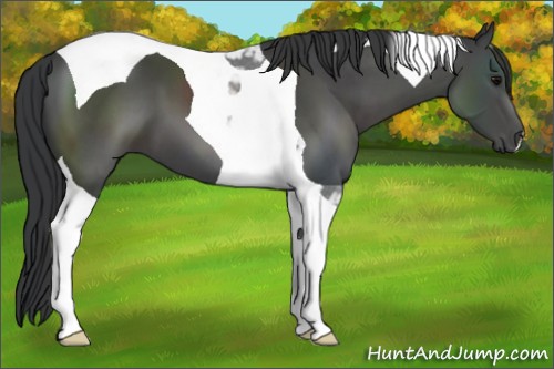 Horse Color:Black Tobiano 