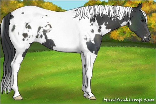 Horse Color:White Spotted Black Tobiano Appaloosa 