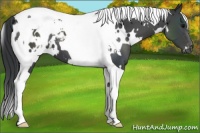Horse Color:White Spotted Black Tobiano Appaloosa 