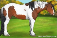 Horse Color:Bay Tobiano 