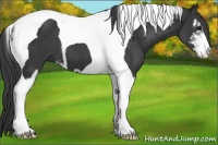 Horse Color:Black Sabino Tobiano