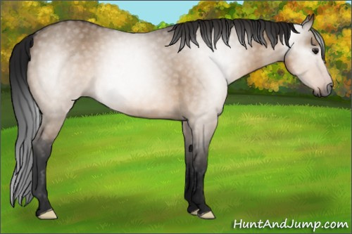 Horse Color:Gray Brown Dun 