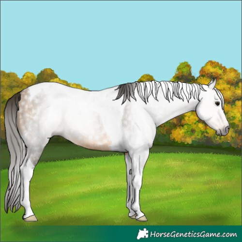 Horse Color:Gray Buckskin Tobiano