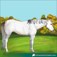 Horse Color:Gray Buckskin Tobiano 