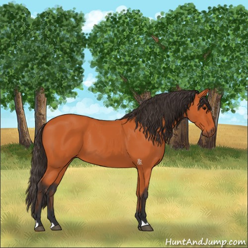 Horse Color:Bay 