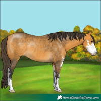 Horse Color:Buckskin Sabino Rabicano 