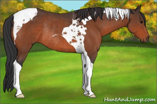 Horse Color:Bay Tobiano Rabicano 