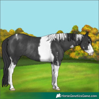 Horse Color:Black Sabino Tobiano Rabicano 
