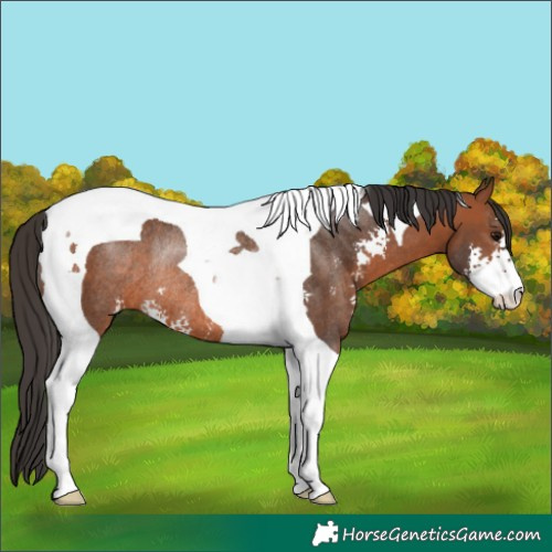 Horse Color:Bay Sabino Tobiano Rabicano