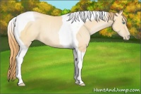 Horse Color:Buckskin Pearl Tobiano