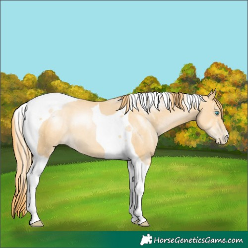 Horse Color:Buckskin Pearl Tobiano 