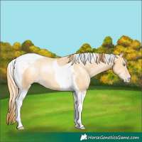 Horse Color:Buckskin Pearl Tobiano 
