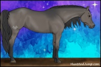 Horse Color:Grullo 