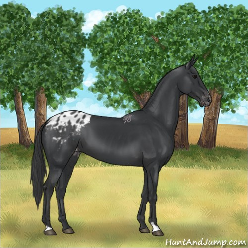 Horse Color:Black Appaloosa 